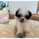 부산강아지분양 디몽 광안리본점 이미지