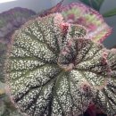 타이니젬 이미지