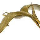 프테라노돈 이미지