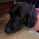 부어김밥 이미지