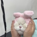 소나캣 이미지
