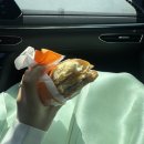 수복꽃신 이미지