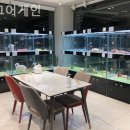 도그어게인 이미지