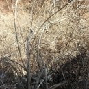 헛개열매 나무 잎 유근피 접골목 우슬 와송 골담초 상백피 송절 두충 산더덕 산도라지 복령 이미지