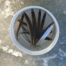 백학낚시터 이미지