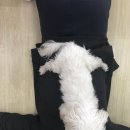 말티즈민박