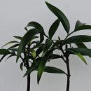 죽백6로 이미지