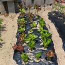 신선한옥펜션 이미지