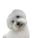 펫아지트
