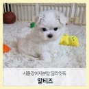 딜라잇독 네이버블로그