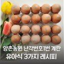 양촌농원 | 아이를 위한 계란 선택 + 활용 레시피 유아식 3가지, 양촌농원 난각번호1번 계란 자유방목 동물복지 달걀