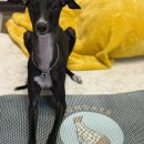 더샤인글로벌 | 샤인홈리빙 규조토발매트 사용 후기 욕실발매트 현관매트 주방매트 정리