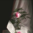 내인생의 봄날 이미지