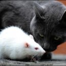 쥐와 야합한 고양이 [송재소 이미지