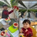 평화광택 | 성연딸기체험농장 | 일산 고양 겨울 아이와 함께 가기 좋은 딸기 체험 후기