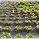 건지농장 이미지