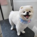 동행펫살롱 네이버블로그