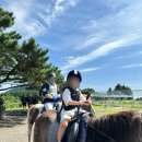 OK승마장 | 제주도 승마체험 OK승마장 후기 제주 동쪽 아이랑 가볼만한 곳