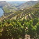 도나플로르 이미지