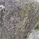 소나무숲 이미지