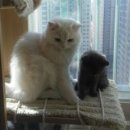 낭만고양이(운정점) 이미지