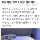 강아지와 제주도 여행 대참사.jpg 이미지