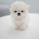 애니멀즈동물병원 이미지