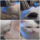 고양이세수 이미지