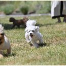 폴앤도기 동남캠퍼스 | 동남지구애견호텔 도심 속 반려견 힐링 공간, 폴앤도기 동남캠퍼스