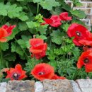 캘리그라피(주간) 이미지