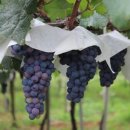 인문학과 와인세계 이미지