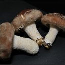 농선농장 이미지