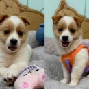 미소종합관리서비스 이미지