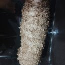 벳넷