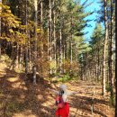 11월 1일(토요일) 아름다운 숲길 걷기, 25 가을 울트라 도보 행사 공지 이미지