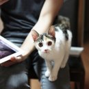 고양이 별 이미지