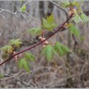 지리산봄날 이미지