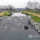 하천(대전천2) 이미지