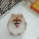 나니이모 이미지