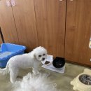 낼름&애견샵 이미지