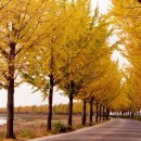 은행나무길 이미지