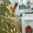 트인바다라메종 이미지