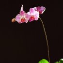 순이다방 이미지