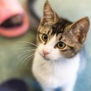 집사의하루 강남점 이미지