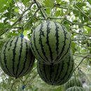 쌍림농장 이미지