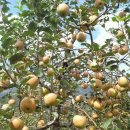 가지와나니 이미지