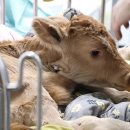 한우동물병원 이미지