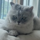 하쿠네 네이버블로그