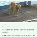 사람들은 입이 &#39;테이프&#39;에 감긴 채 버려진 리트리버를 외면했다 이미지