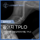 [ 강릉 동물병원 ] 강아지 십자인대 파열 증상 및 수술 케이스